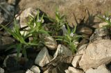 Collomia linearis