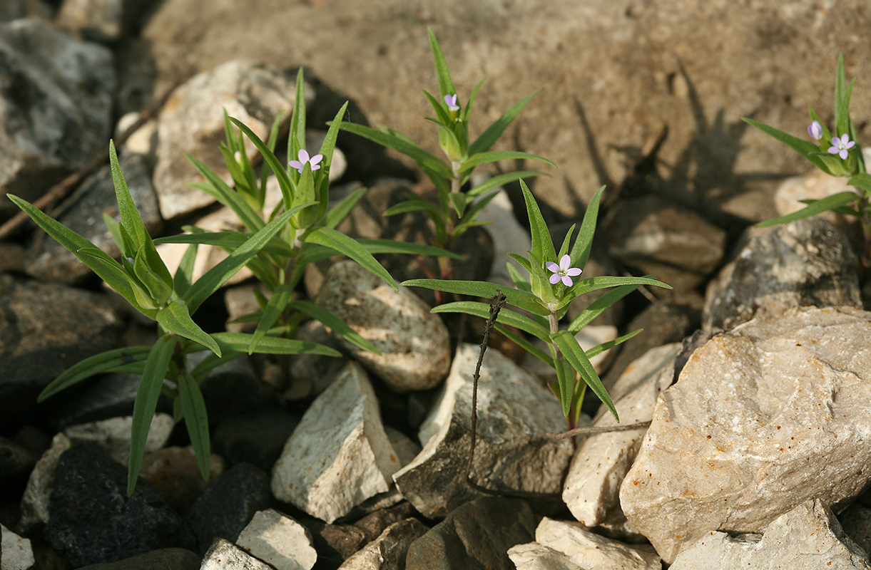 Изображение особи Collomia linearis.