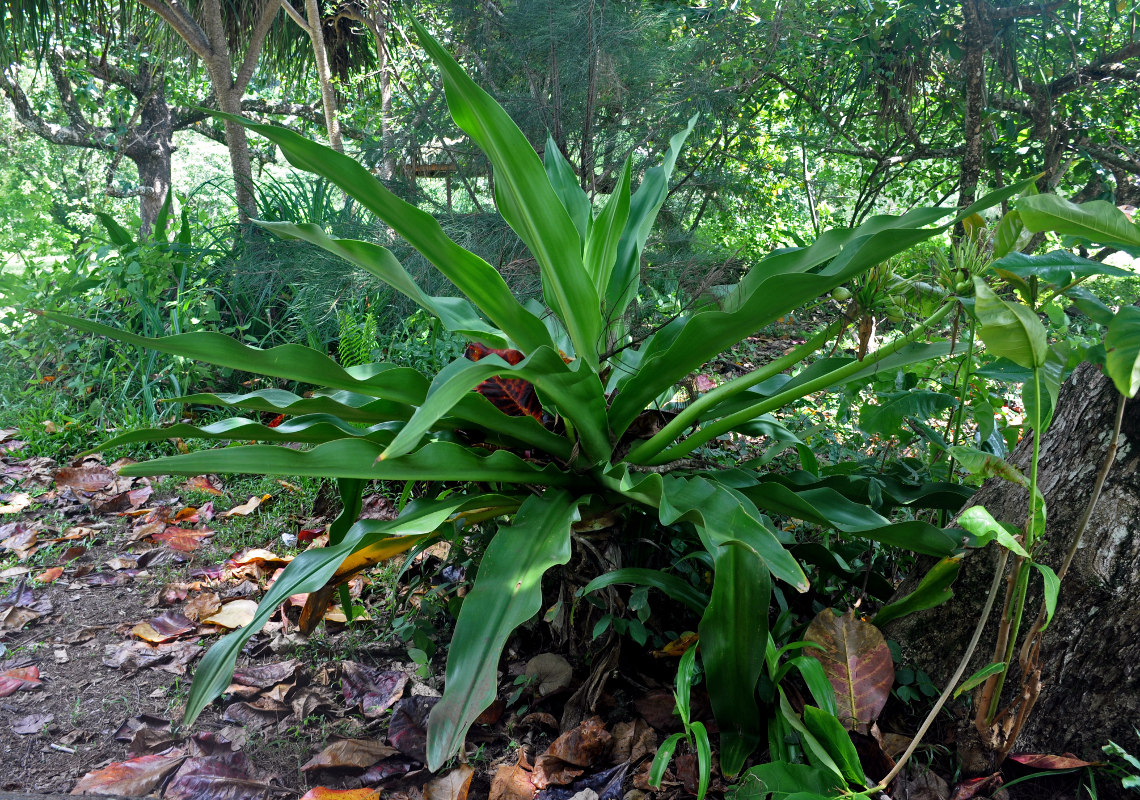 Изображение особи Crinum asiaticum.