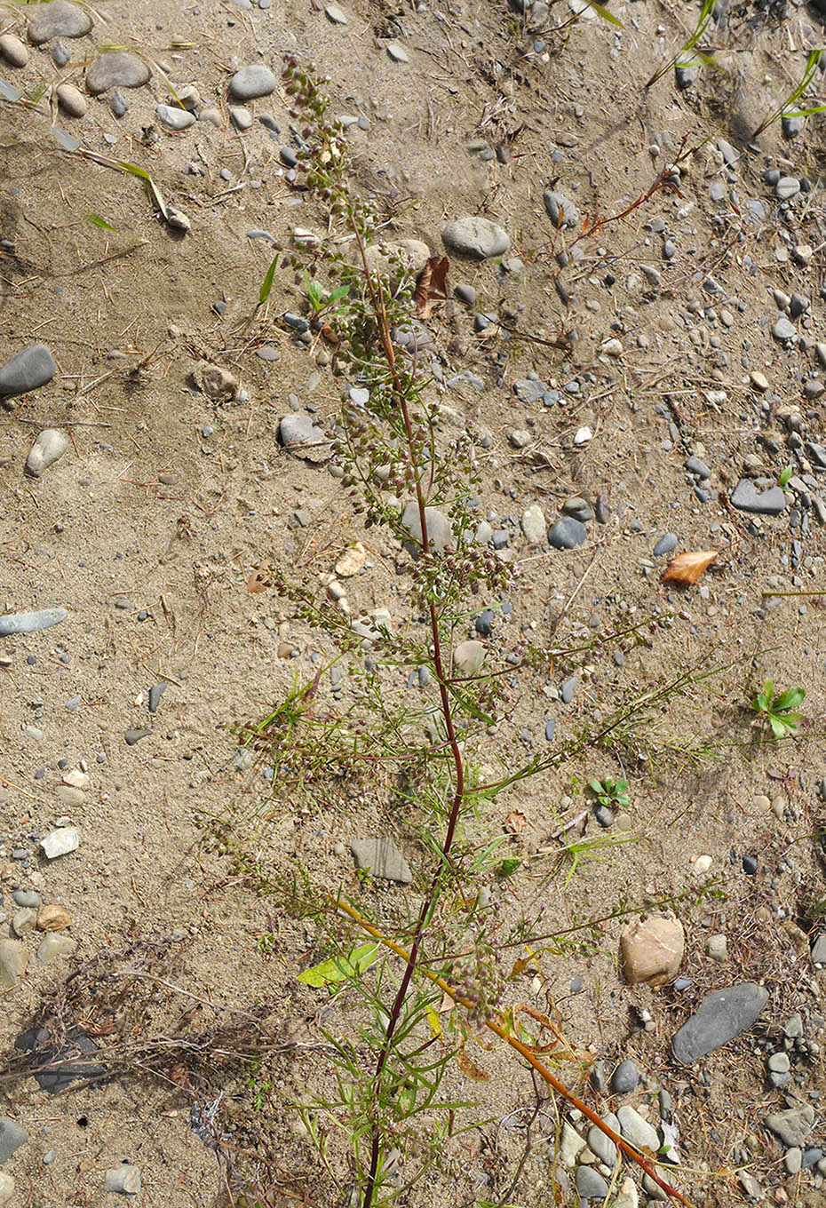 Image of Artemisia desertorum specimen.