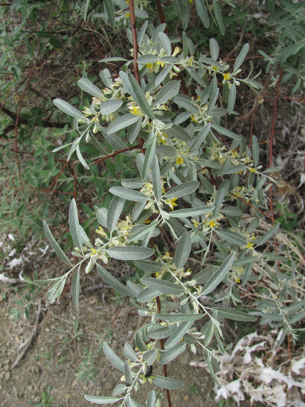 Image of Elaeagnus caspica specimen.