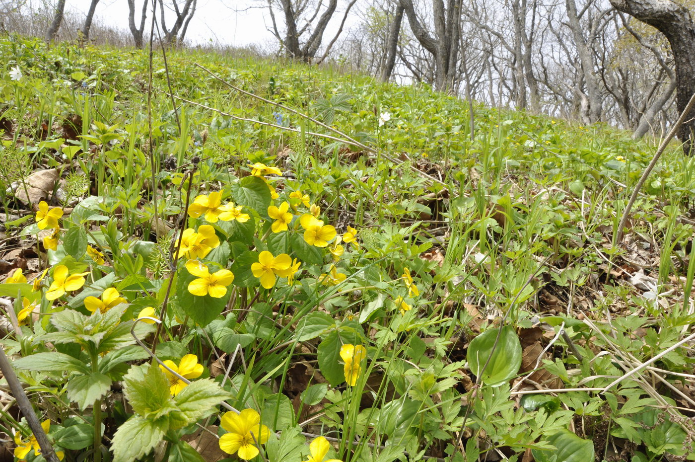 Image of Viola xanthopetala specimen.