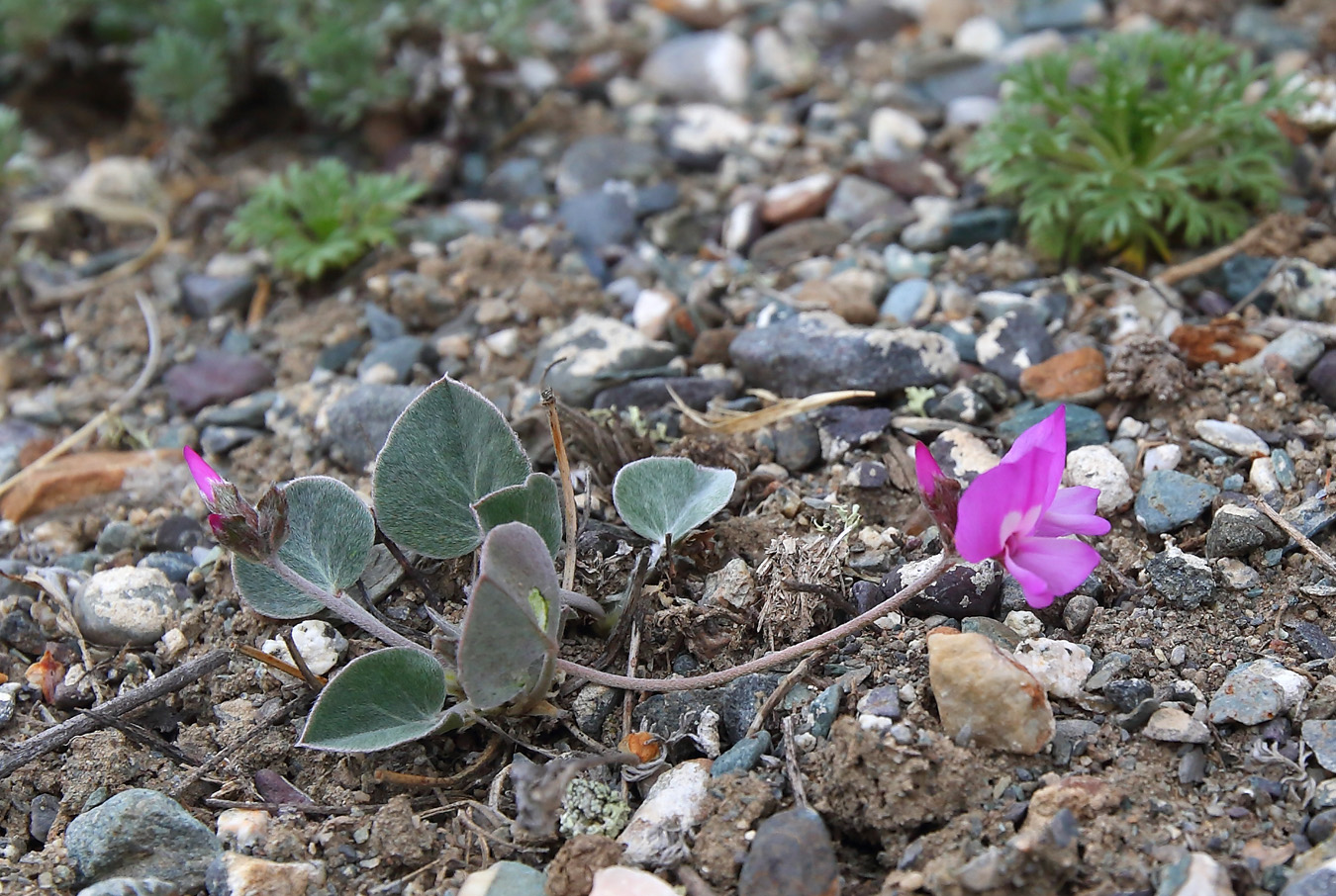 Image of Gueldenstaedtia monophylla specimen.