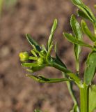 Ranunculus sceleratus