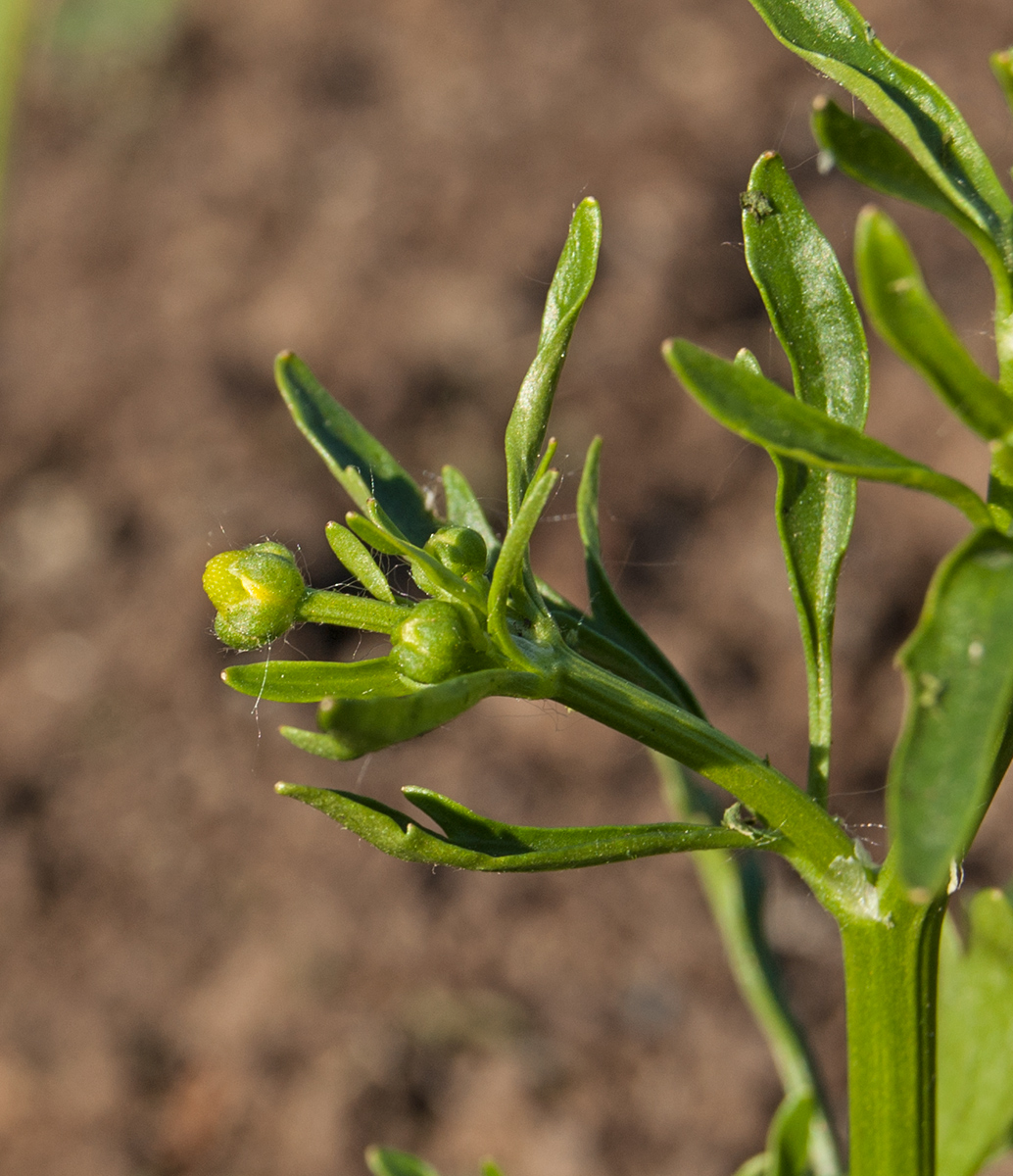 Изображение особи Ranunculus sceleratus.