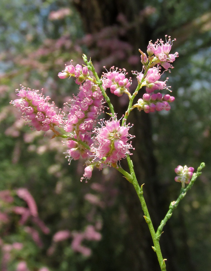 Изображение особи Tamarix ramosissima.