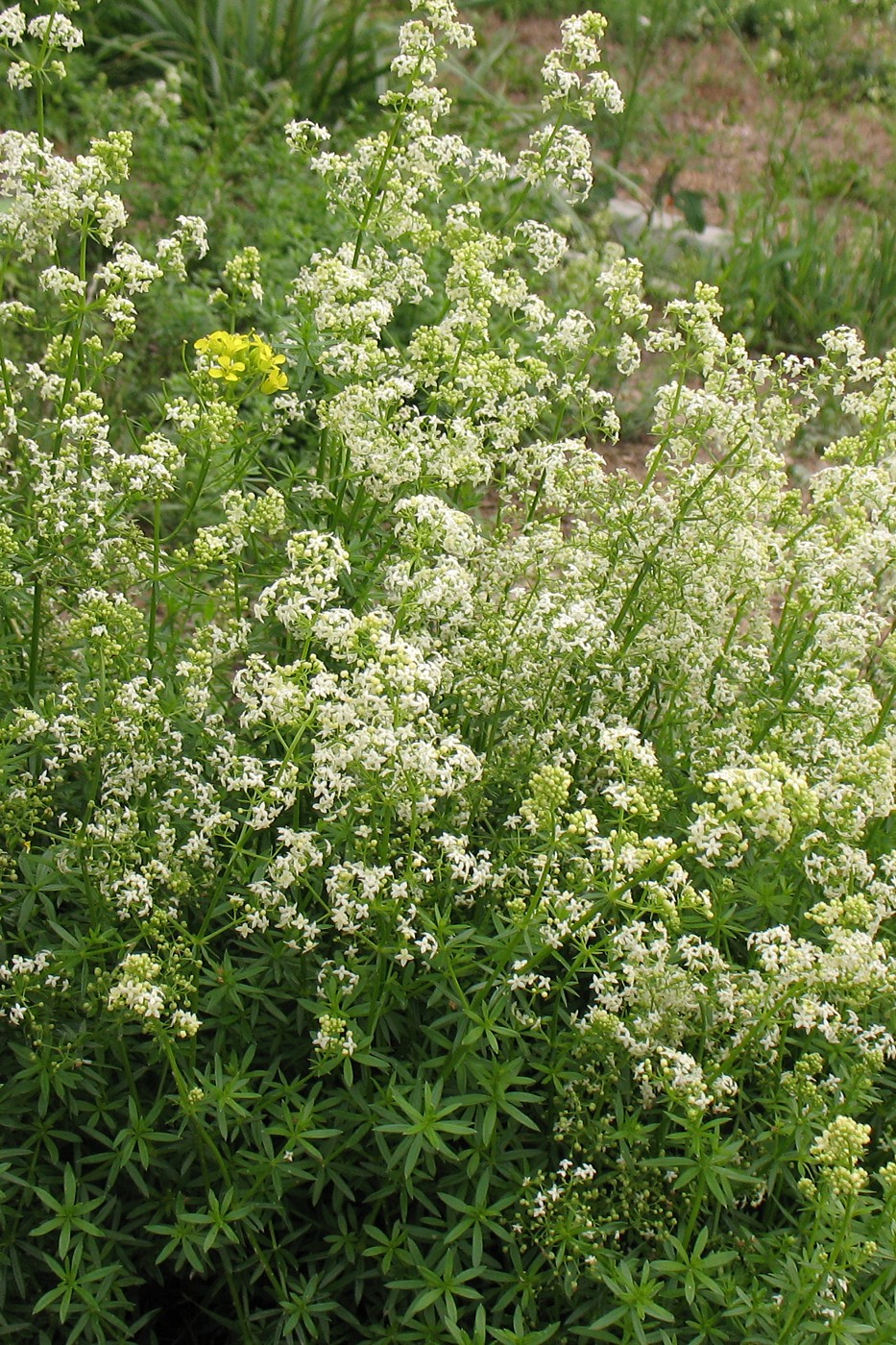Как выглядит растение подмаренник Galium mollugo - Image of an specimen - Plantarium