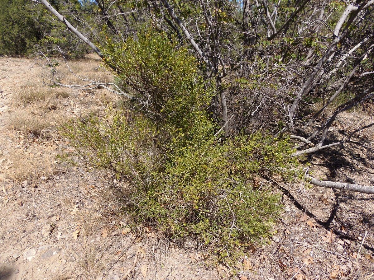 Image of Jasminum fruticans specimen.