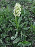 Dactylorhiza romana subspecies georgica. Цветущее растение с путешествующим муравьем. Грузия, Боржоми-Харагаульский национальный парк, маршрут №1; гора Ломис-Мта, ≈ 2050 м н.у.м., предвершинный пастбищный луг. 25.05.2018.