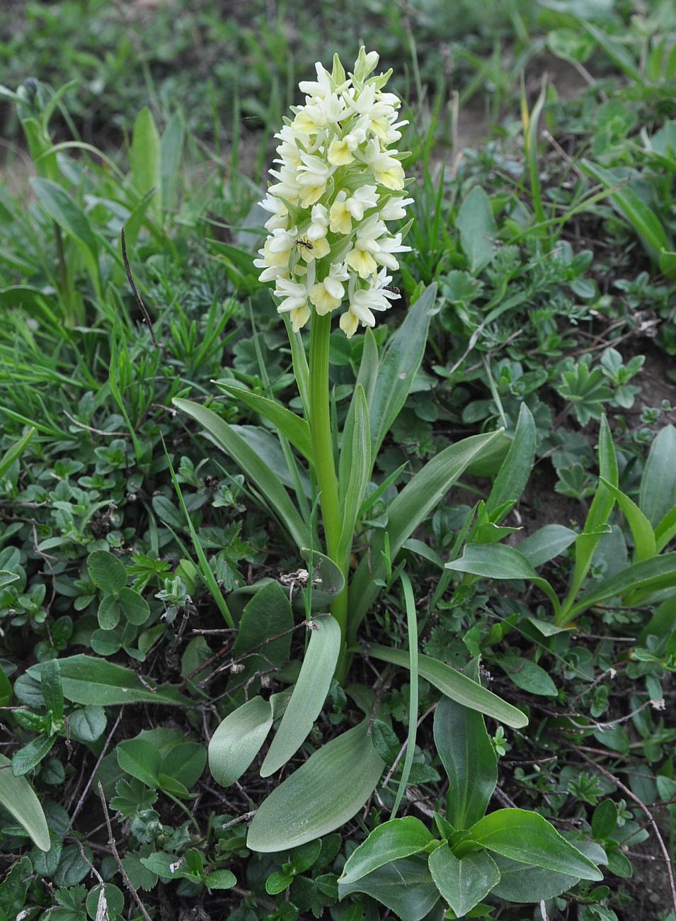 Image of Dactylorhiza romana ssp. georgica specimen.