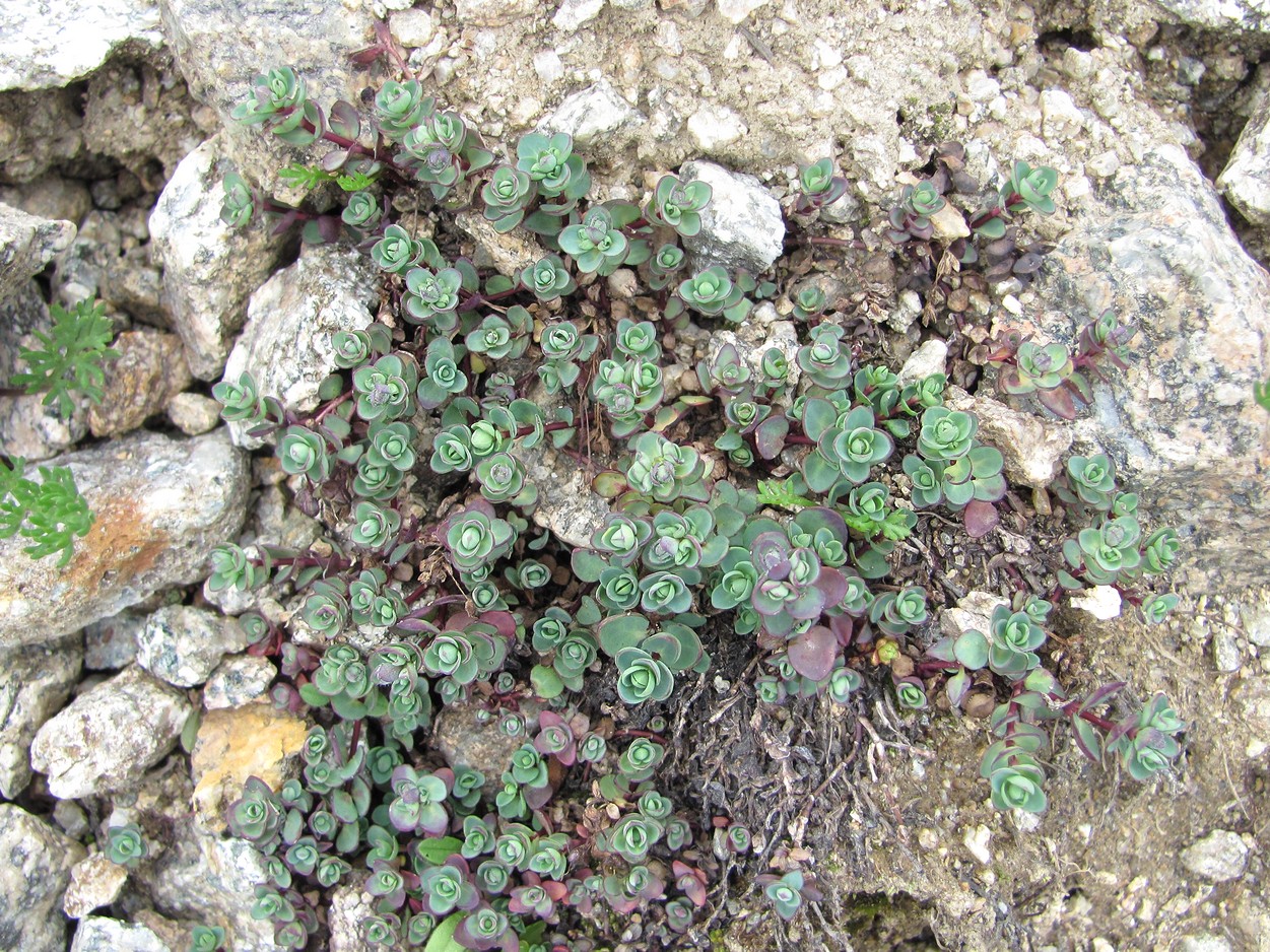 Image of Veronica glareosa specimen.