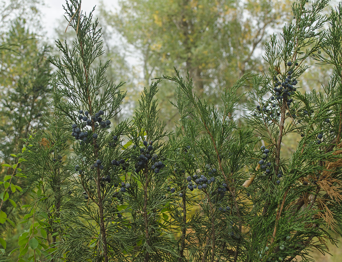 Image of Juniperus sabina specimen.