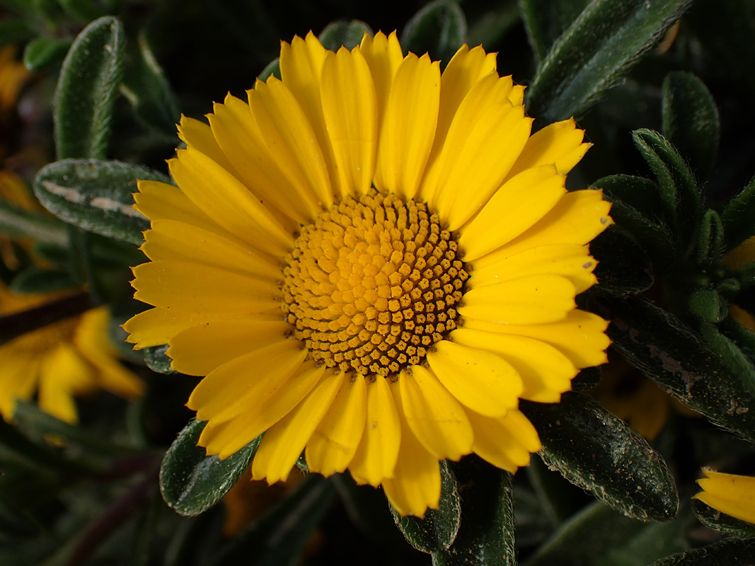 Image of Pallenis maritima specimen.