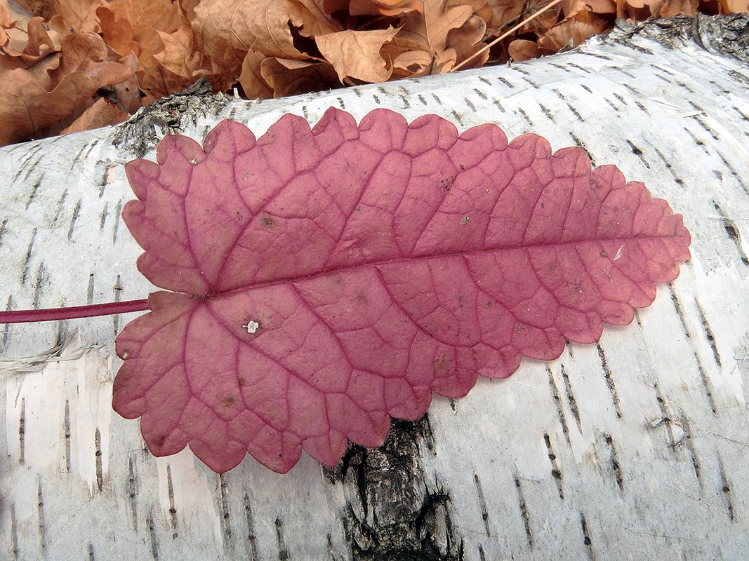 Image of Betonica officinalis specimen.