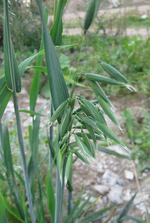 Image of Avena georgica specimen.