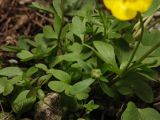 Ranunculus polyrhizos. Листья и стебли. Башкортостан, Стерлитамакский р-н, гора Куш-тау. 12.05.2007.