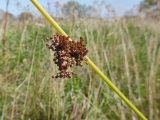 Juncus effusus