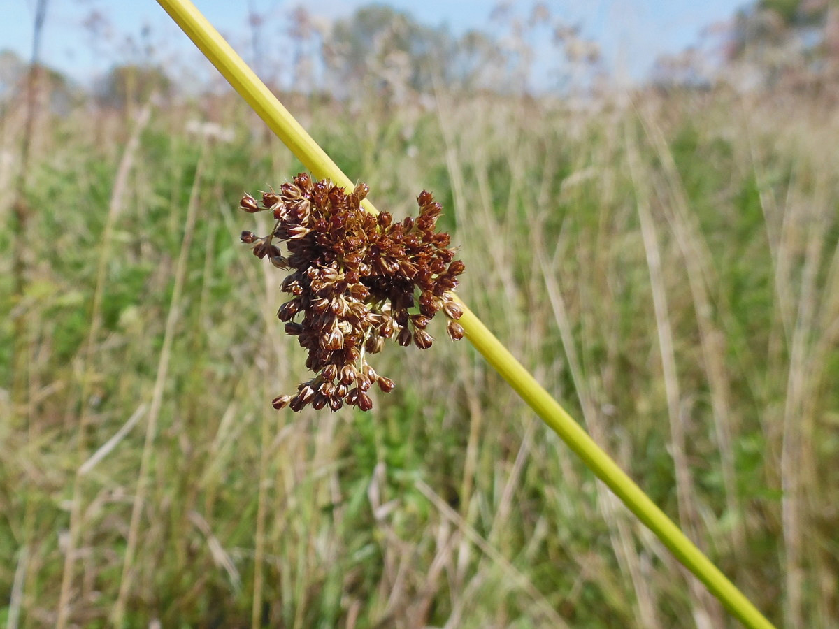 Изображение особи Juncus effusus.