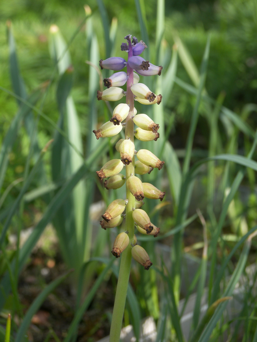 Изображение особи Muscari macrocarpum.