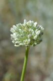 Allium filidens