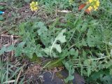 Sisymbrium loeselii