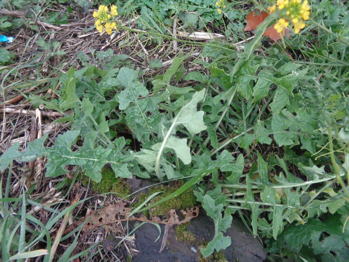 Image of Sisymbrium loeselii specimen.