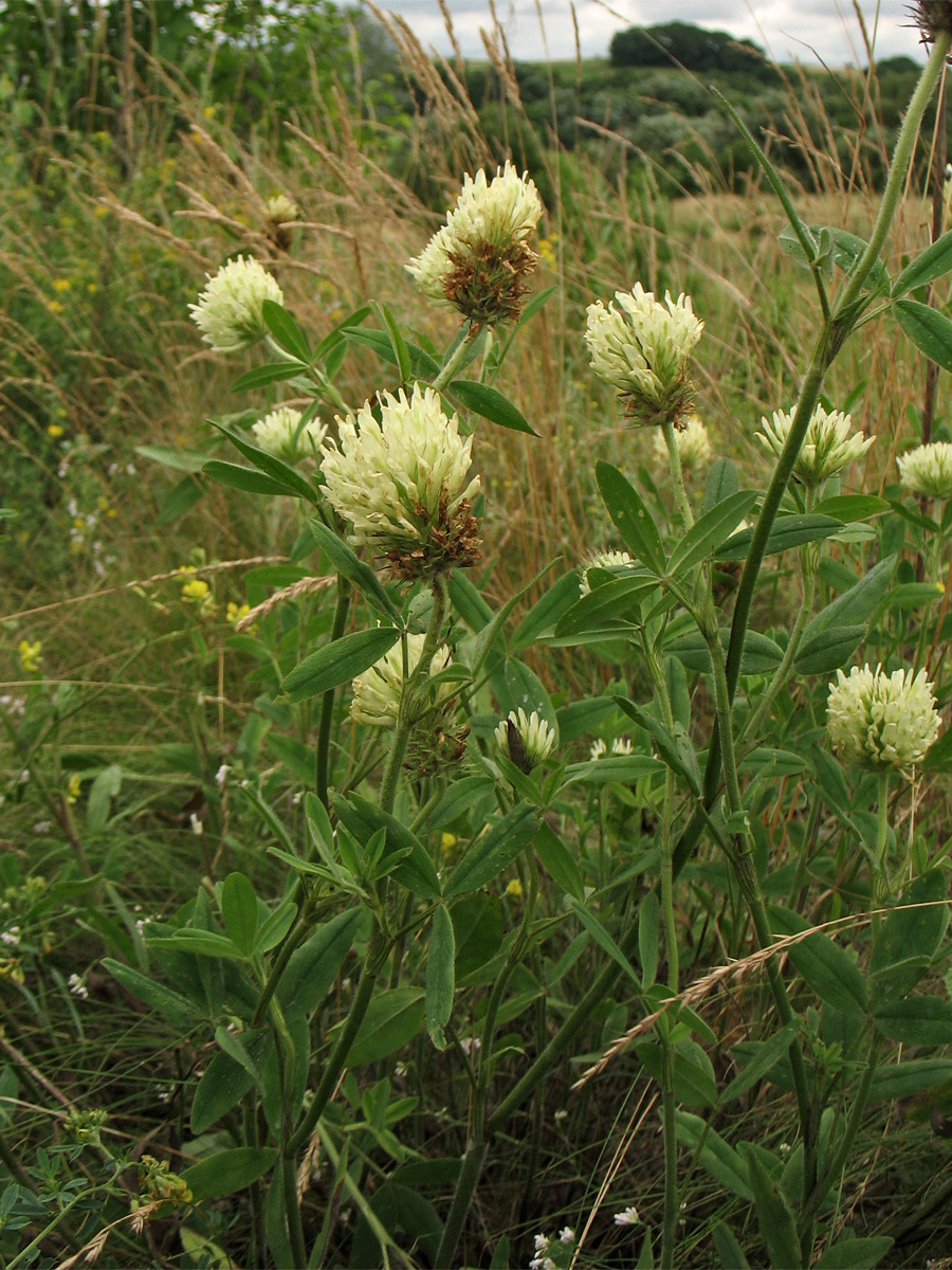 Image of Trifolium pannonicum specimen.
