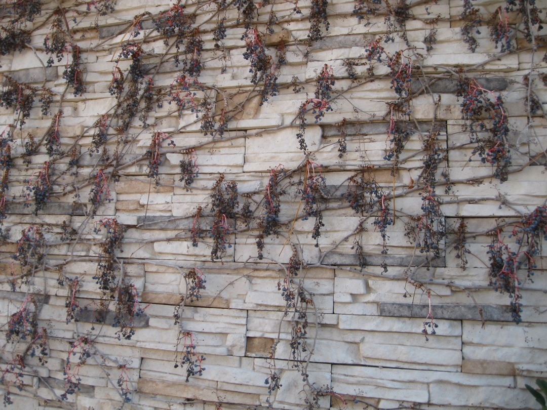 Image of Parthenocissus tricuspidata specimen.