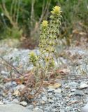 Sideritis montana