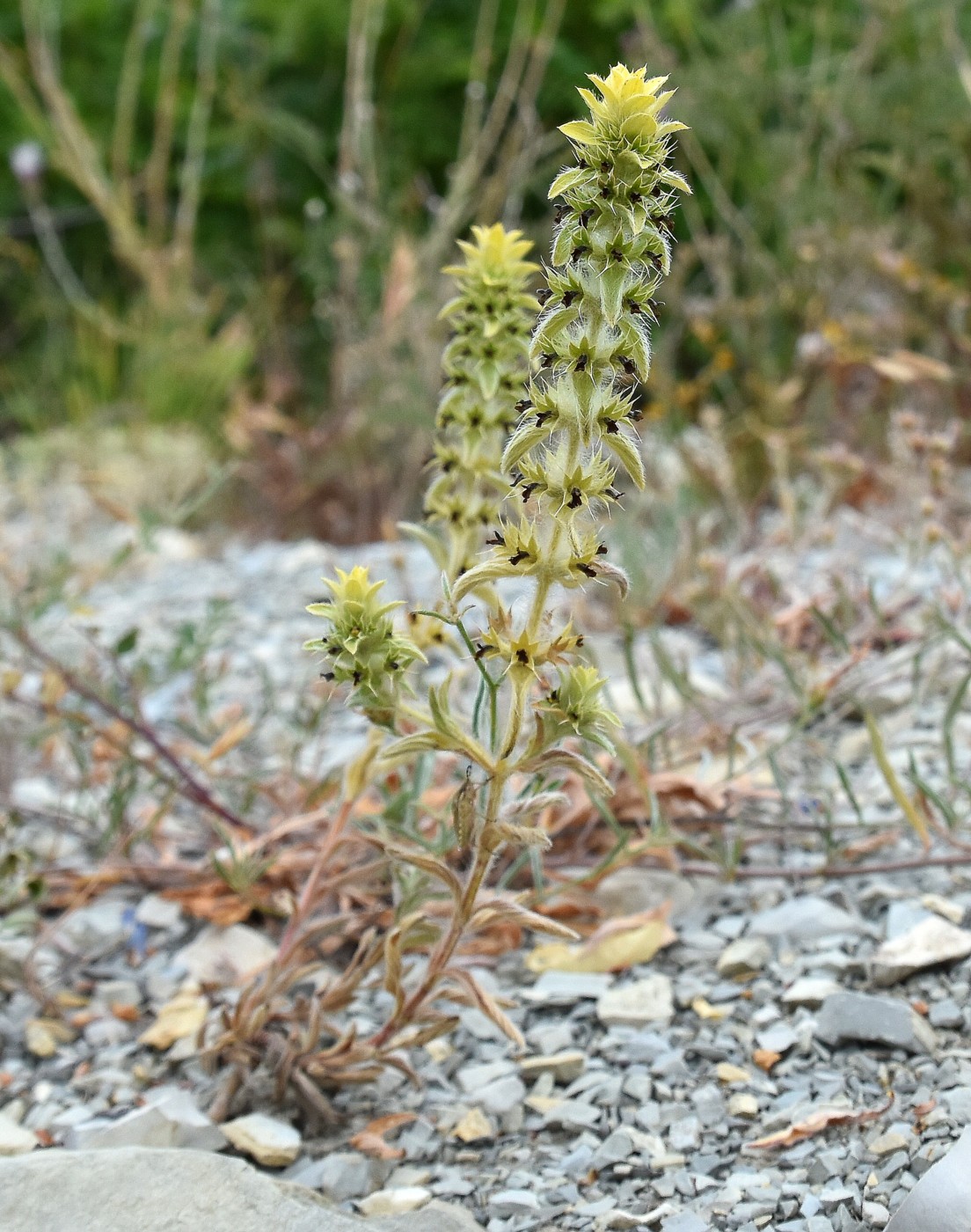 Image of Sideritis montana specimen.