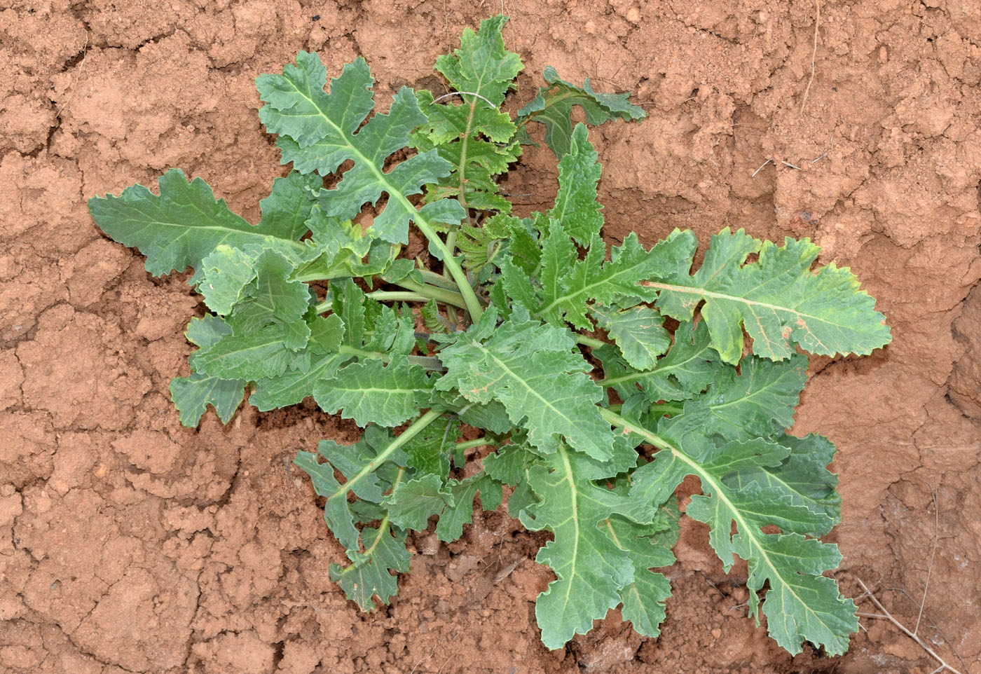 Image of Crambe orientalis specimen.