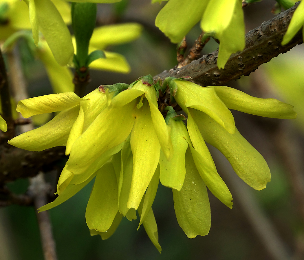 Изображение особи род Forsythia.