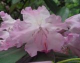 Rhododendron insigne