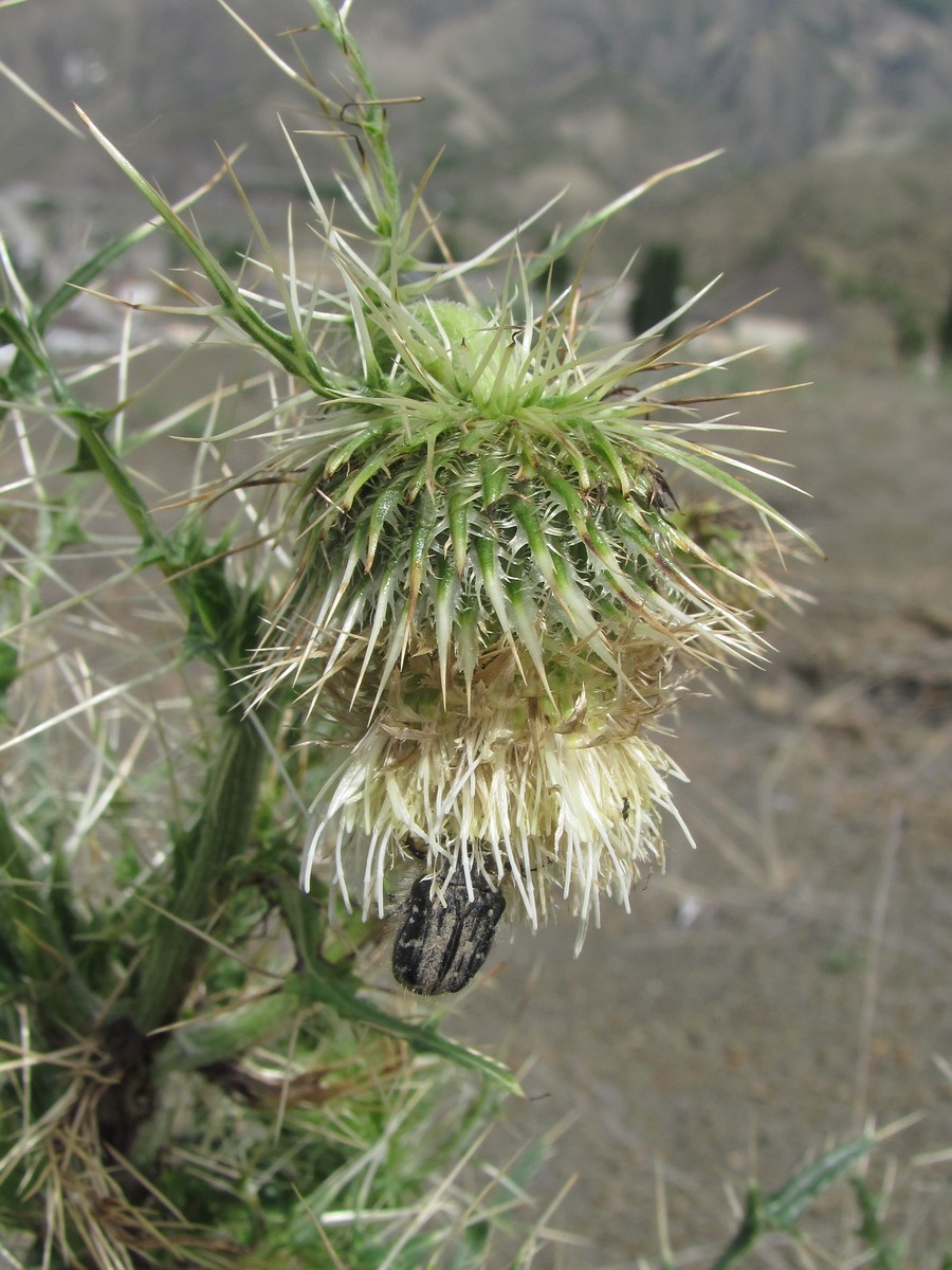 Изображение особи Cirsium echinus.