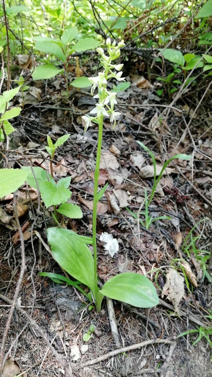 Image of Platanthera metabifolia specimen.