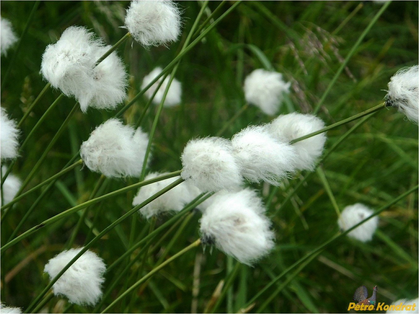 Image of Eriophorum vaginatum specimen.