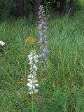 Campanula bononiensis. Цветущие растения (гипохромная и нормальная формы). Ульяновск, Заволжский р-н, окр. биатлонного стадиона, опушка леса. 09.07.2019.