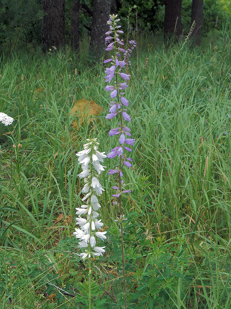 Изображение особи Campanula bononiensis.