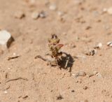 Image of taxon representative. Author is Татьяна Мальчинская