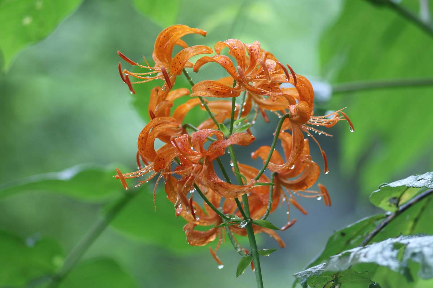 Image of Lilium distichum specimen.