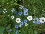 Nigella damascena