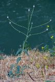 Verbena officinalis