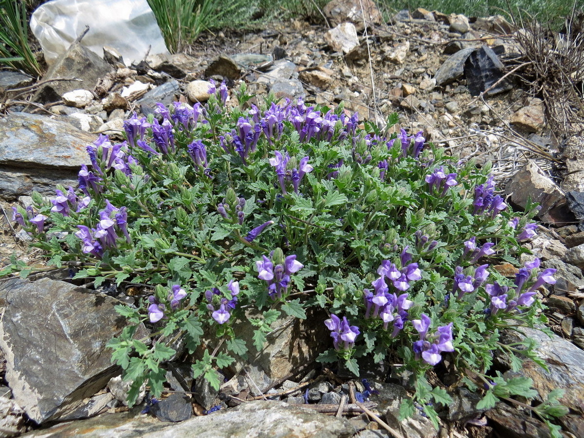 Изображение особи Scutellaria tuvensis.