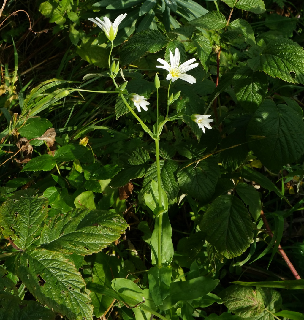 Image of Cerastium davuricum specimen.