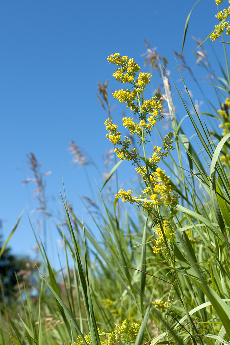 Изображение особи Galium verum.