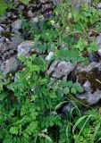 Astragalus glycyphyllos