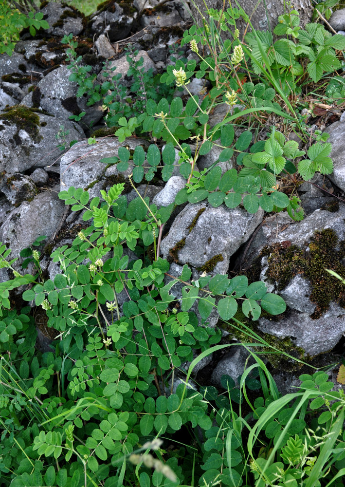 Изображение особи Astragalus glycyphyllos.