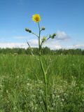 Crepis tectorum. Верхушка цветущего растения. Казахстан, Южный Алтай, подножье хр. Сарымсакты, разнотравный луг на правобережной стороне р. Буркит в окр. с. Топкайын. 23 июня 2019 г.