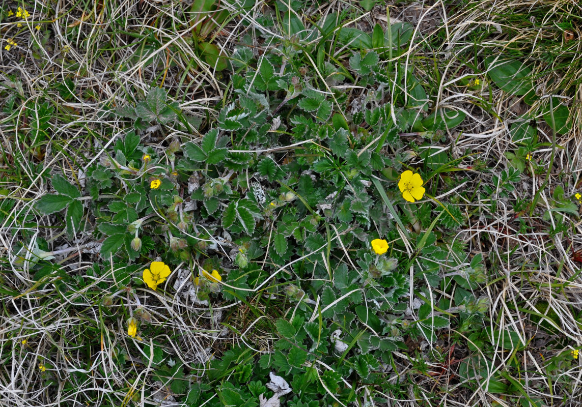 Image of Potentilla nivea specimen.