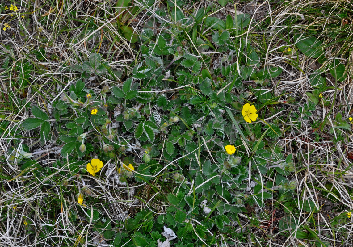 Изображение особи Potentilla nivea.